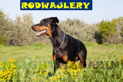 Rodwajlery