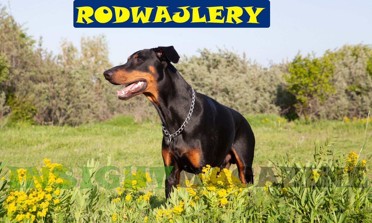 Rodwajlery