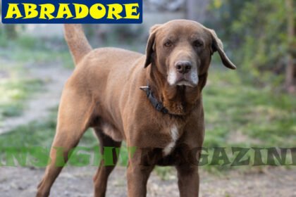 Abradore