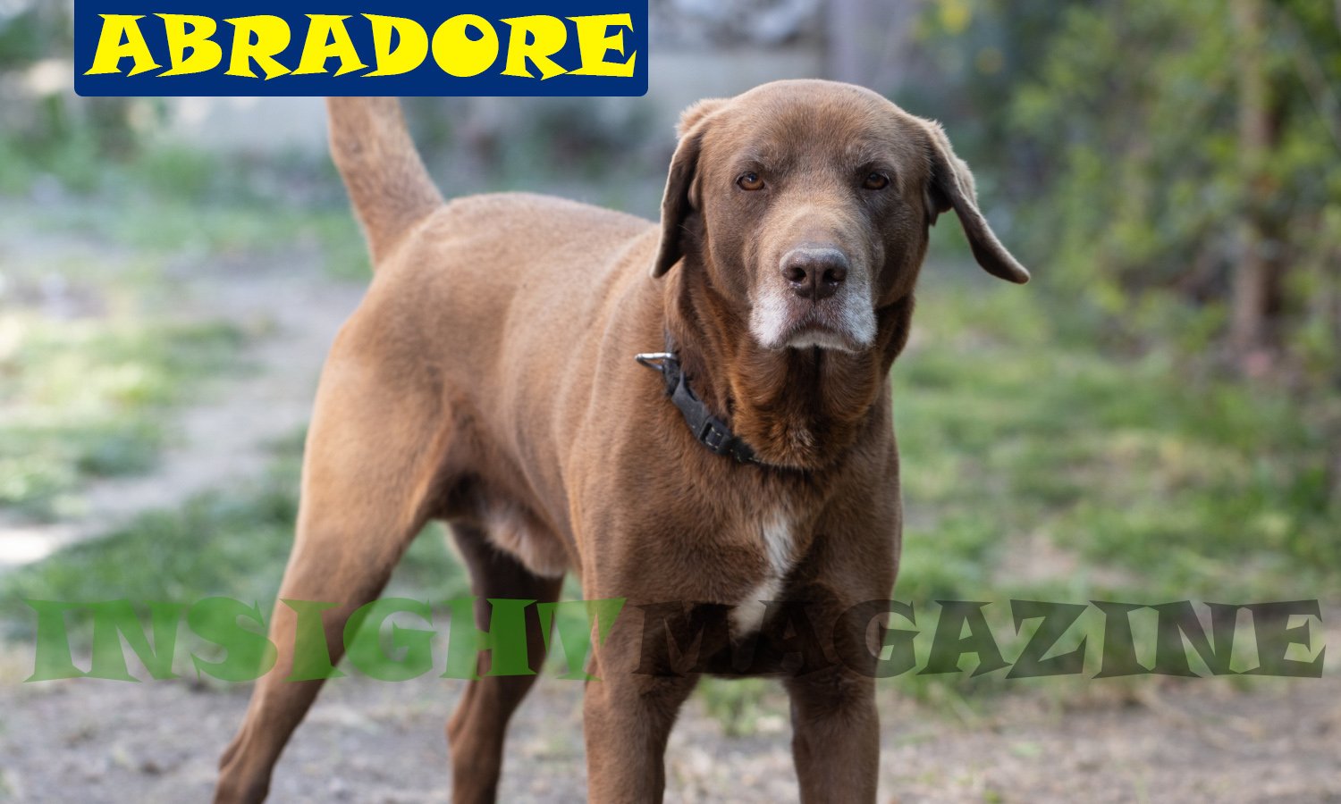 Abradore